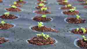 Seeds Of Change: Mini Gardens Help Drive The Growth Of Food At Home