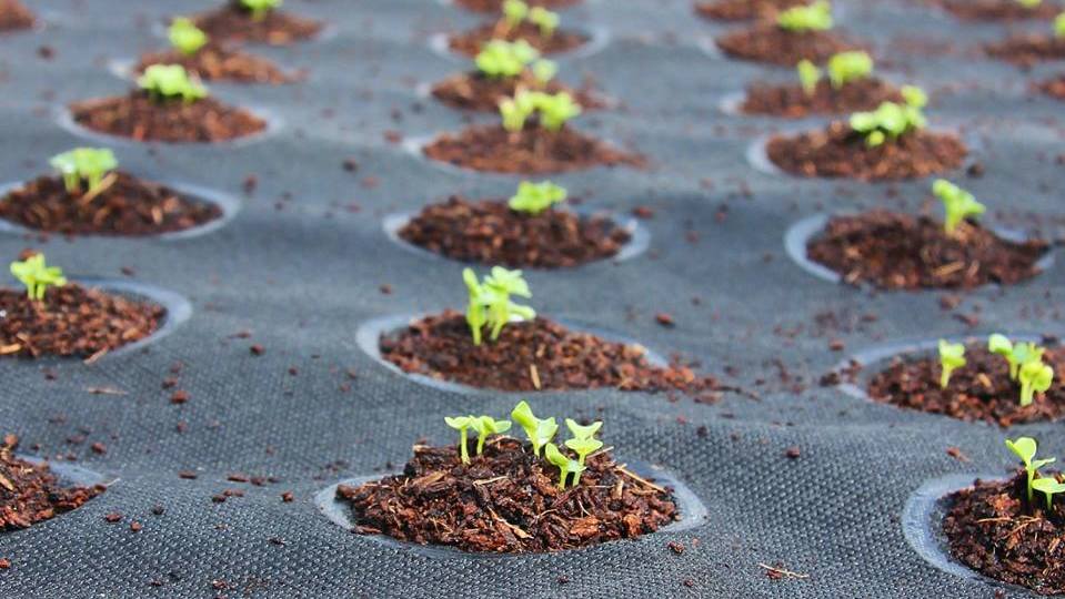 Seeds Of Change: Mini Gardens Help Drive The Growth Of Food At ... - NPR