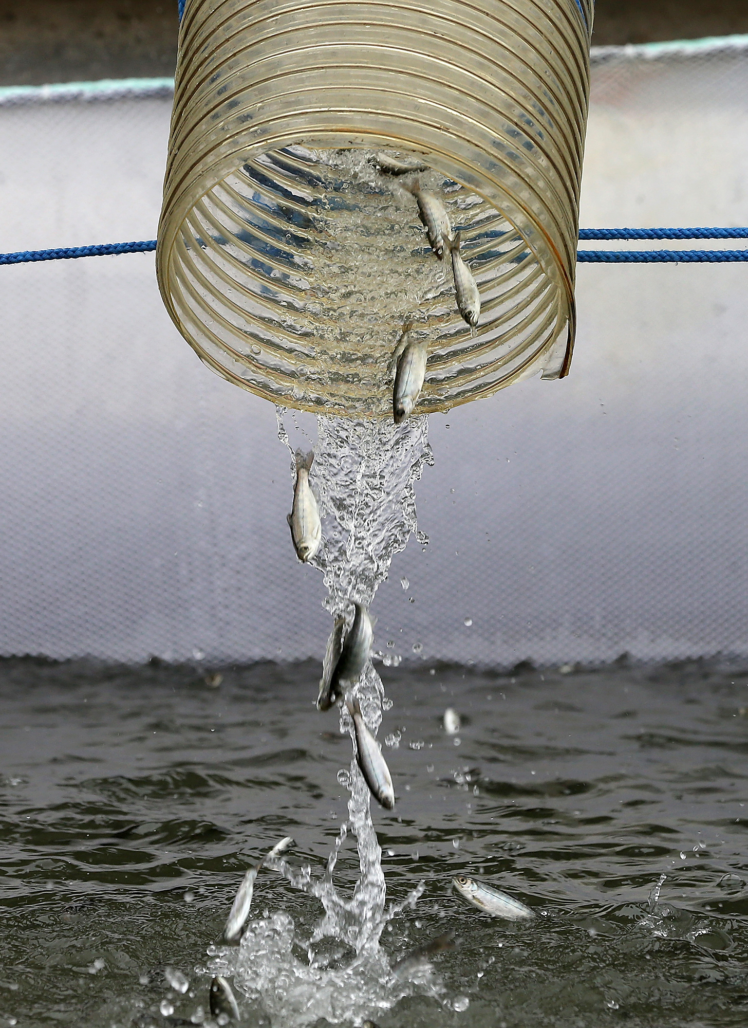 Proposed increase in Chinook salmon stocking moves forward - Vimarsana News