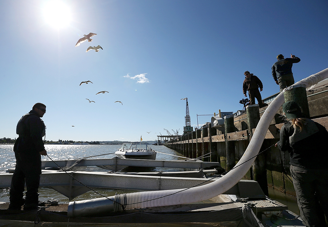Workers prepare to release thousands of fingerling Chinook salmon into the Mare Island Strait in Vallejo, Calif., in 2014. A new report names climate change, dams and agriculture as the major threats to the prized and iconic fish, which is still the core of the state's robust fishing industry. (Justin Sullivan/Getty Images)