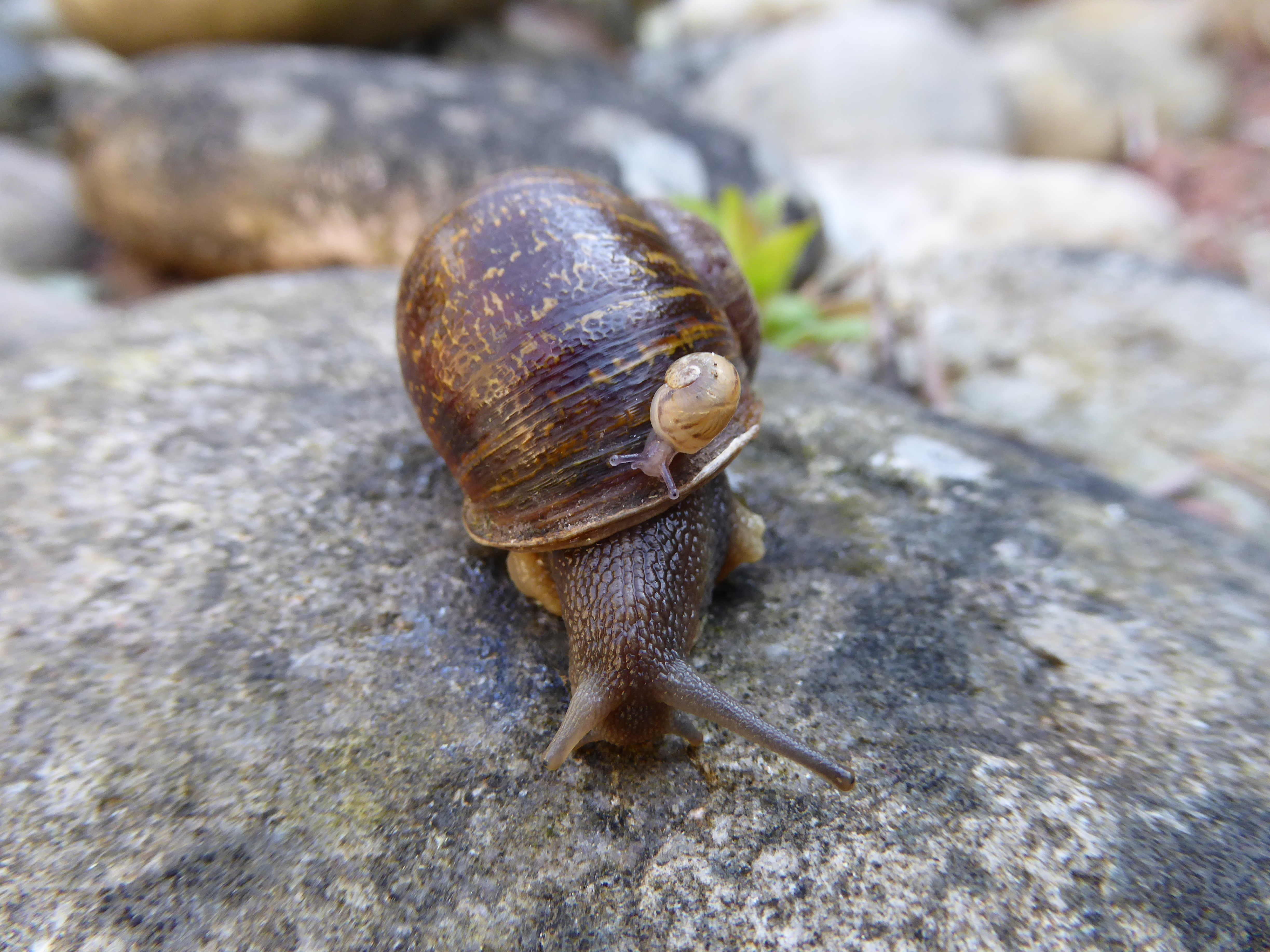 Rare snail Jeremy with the offspring of its two former suitors. (Angus Davison, University of Nottingham)