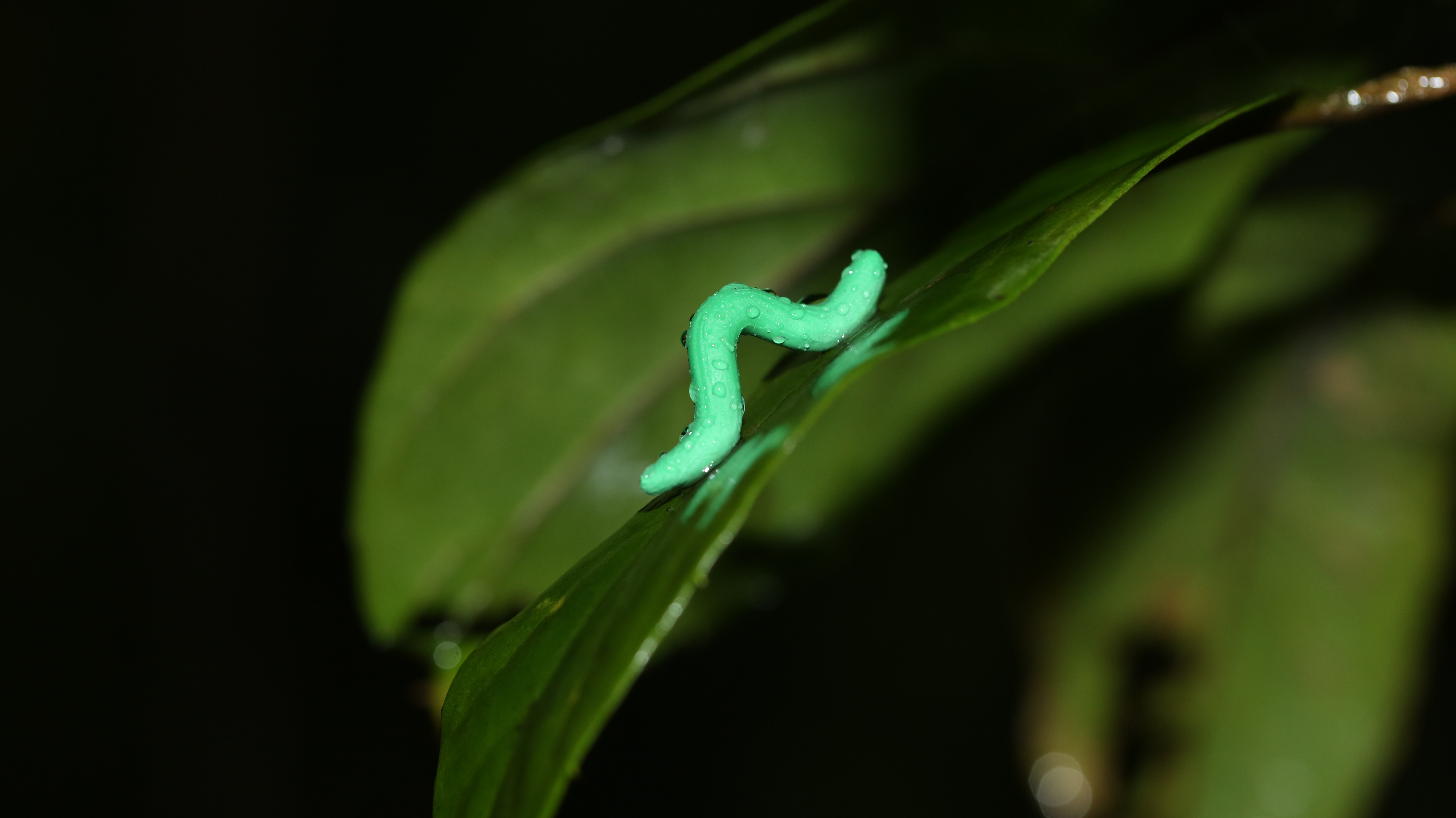 Scientists Glued Fake Caterpillars On Plants Worldwide. Here's What Happened - NPR