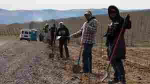 Government Confirms A Surge In Foreign Guest Workers On U.S. Farms