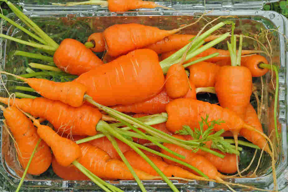 Homegrown Baby Carrots
