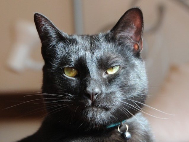 Will Someone Please Adopt This 'Utter Bastard Of A Cat'?