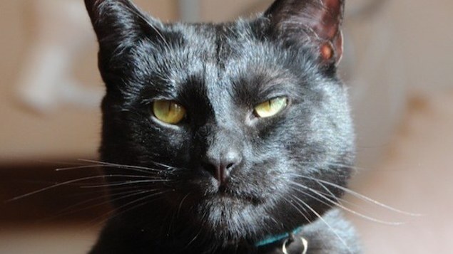 Will Someone Please Adopt This 'Utter Bastard Of A Cat'? : The Two ...