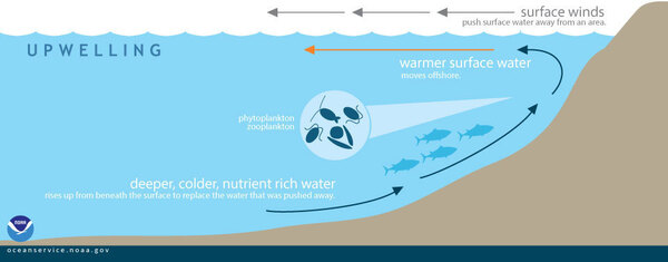 During upwelling, wind-displaced surface waters are replaced by cold, nutrient-rich water that "wells up" from below.