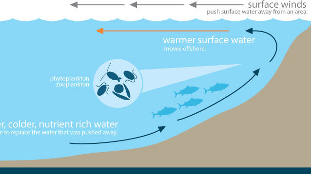 How The Biggest Animal On Earth Got So Big - NPR