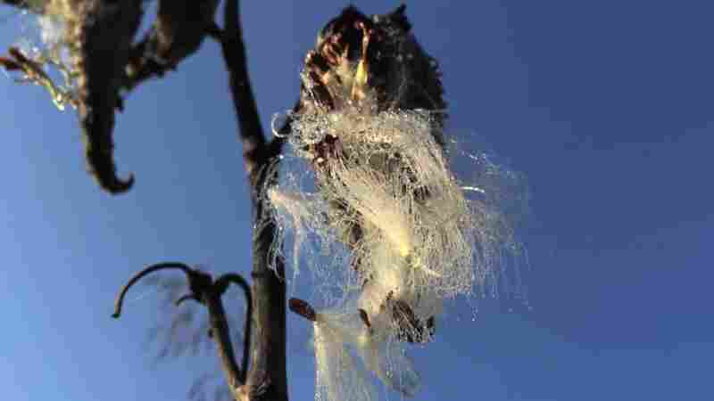 Chuck Johnson's Restorative, Meadow-Set, Near-Ambient Pedal Steel Guitar