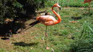 Scientists Pinpoint How A Flamingo Balances On One Leg