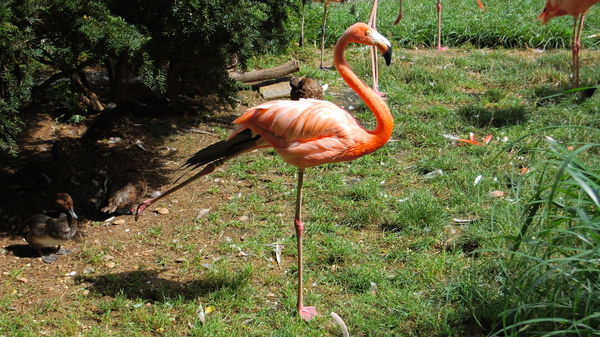 Scientists have now shown that this position requires almost no muscle activity from the flamingo.