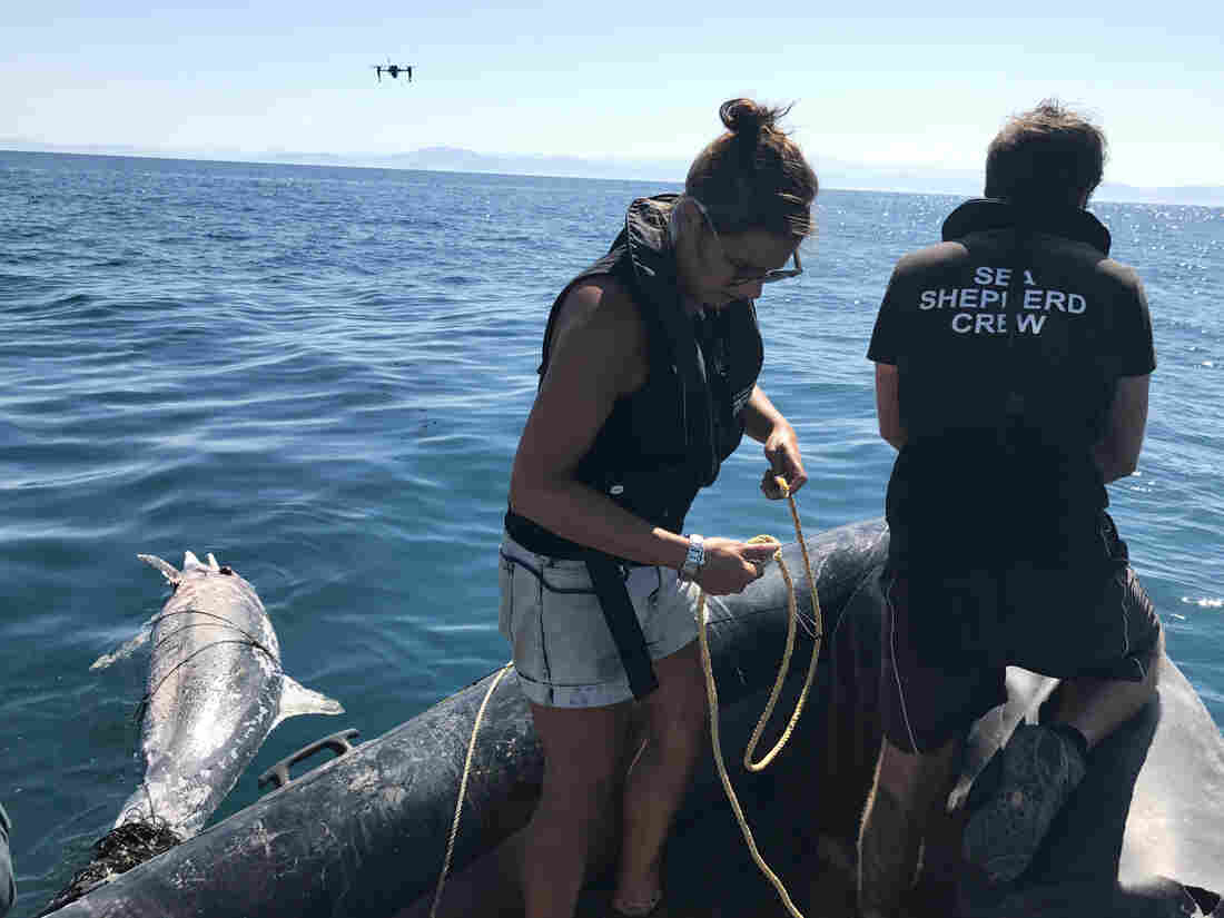 In Mexico, A Last-Ditch Effort To Save The Vaquita, On The Verge Of Extinction 3 2497981kahnvaquitaphotos10 edit 264b643a5daa2a097d5ae4df67e3cd81164c37ab s1100 c15