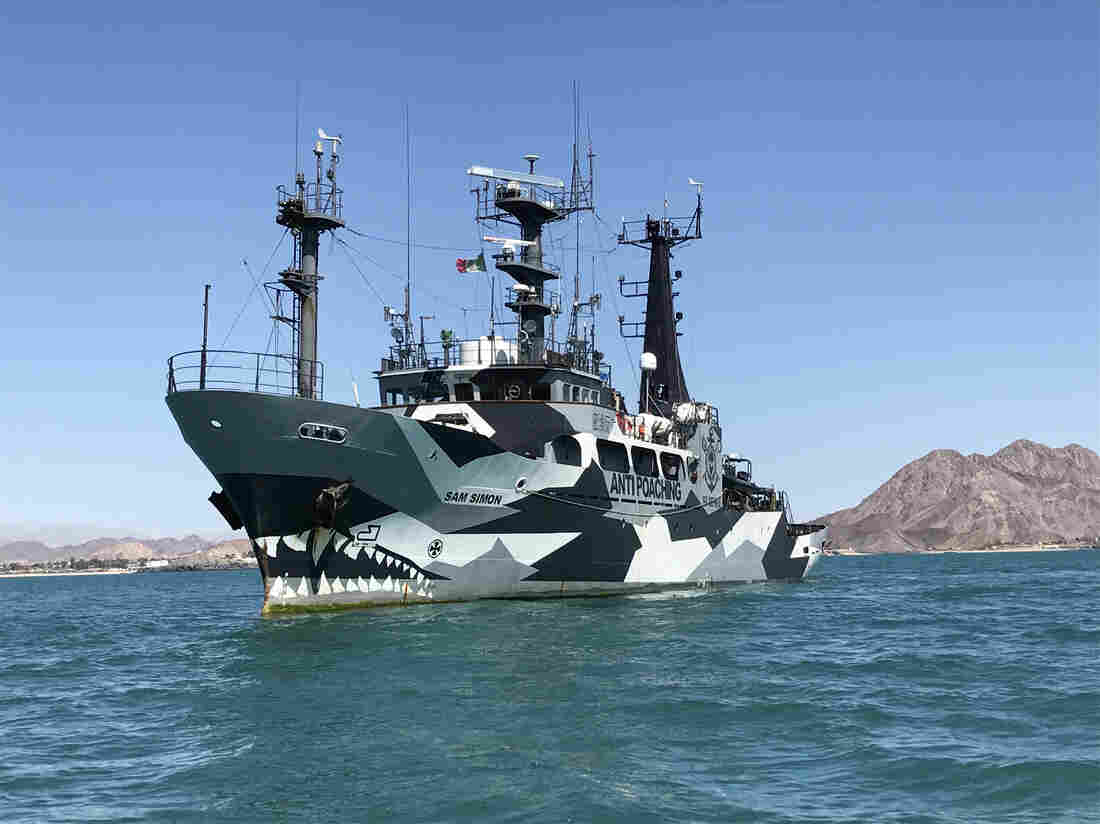 In Mexico, A Last-Ditch Effort To Save The Vaquita, On The Verge Of Extinction 1 2497981kahnvaquitaphotos3 edit 2a1331065ab8cb355eff4ed7d31088ea39120364 s1100 c15