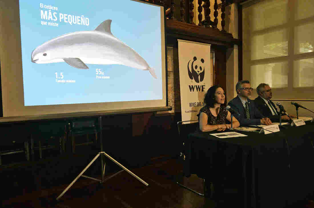 In Mexico, A Last-Ditch Effort To Save The Vaquita, On The Verge Of Extinction 2 gettyimages 683492778 edit custom e06dba6ddf995dd76615e82547213def56b12c3c s1100 c15