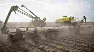 2 Scientists, 2 Different Approaches To Saving Bees From Poison Dust