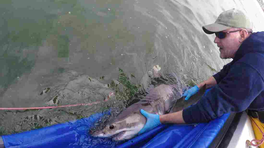 How An Interview With A Shark Researcher Wound Up Starring A Shark