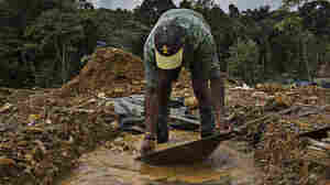 How Illegal Gold Mining Relates To The Spread Of Malaria