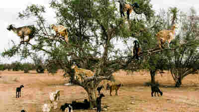 Do Tree-Climbing Goats Help Plant New Trees?