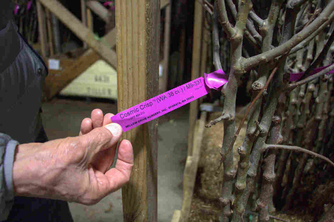 This new Cosmic Crisp tree at Willow Drive Nursery, in Ephrata, Washington, relies on a rootstock called M9- 337.