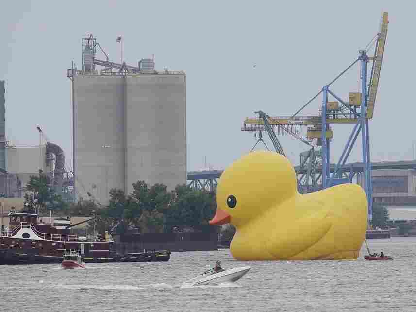 Enormous Rubber Duck In Canada Is Counterfeit, Artist Alleges