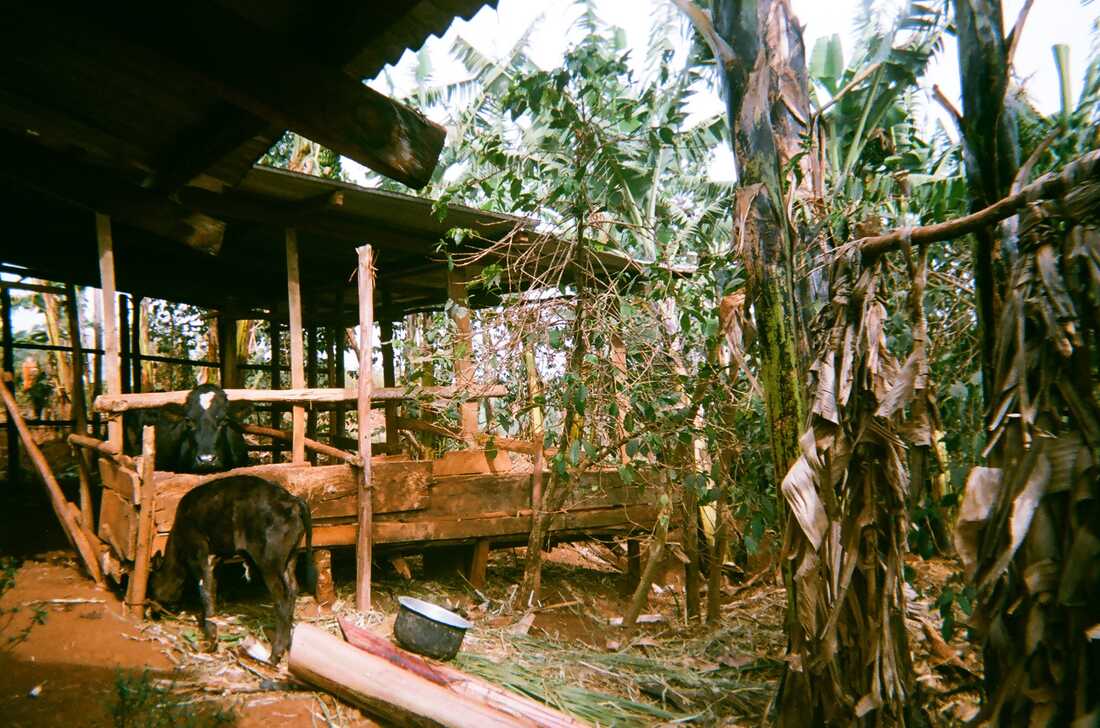 Cows