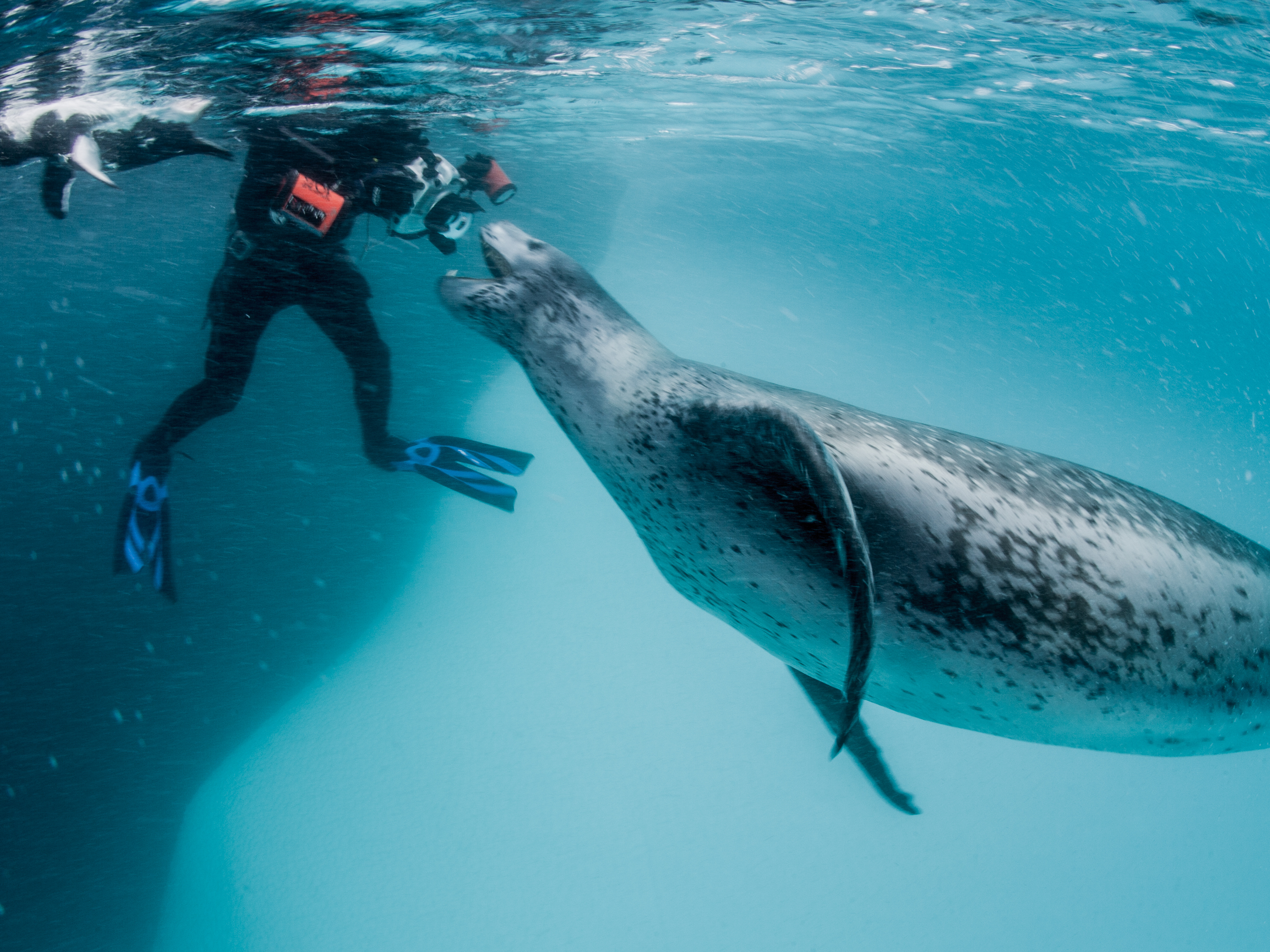  (Paul Nicklen Gallery)