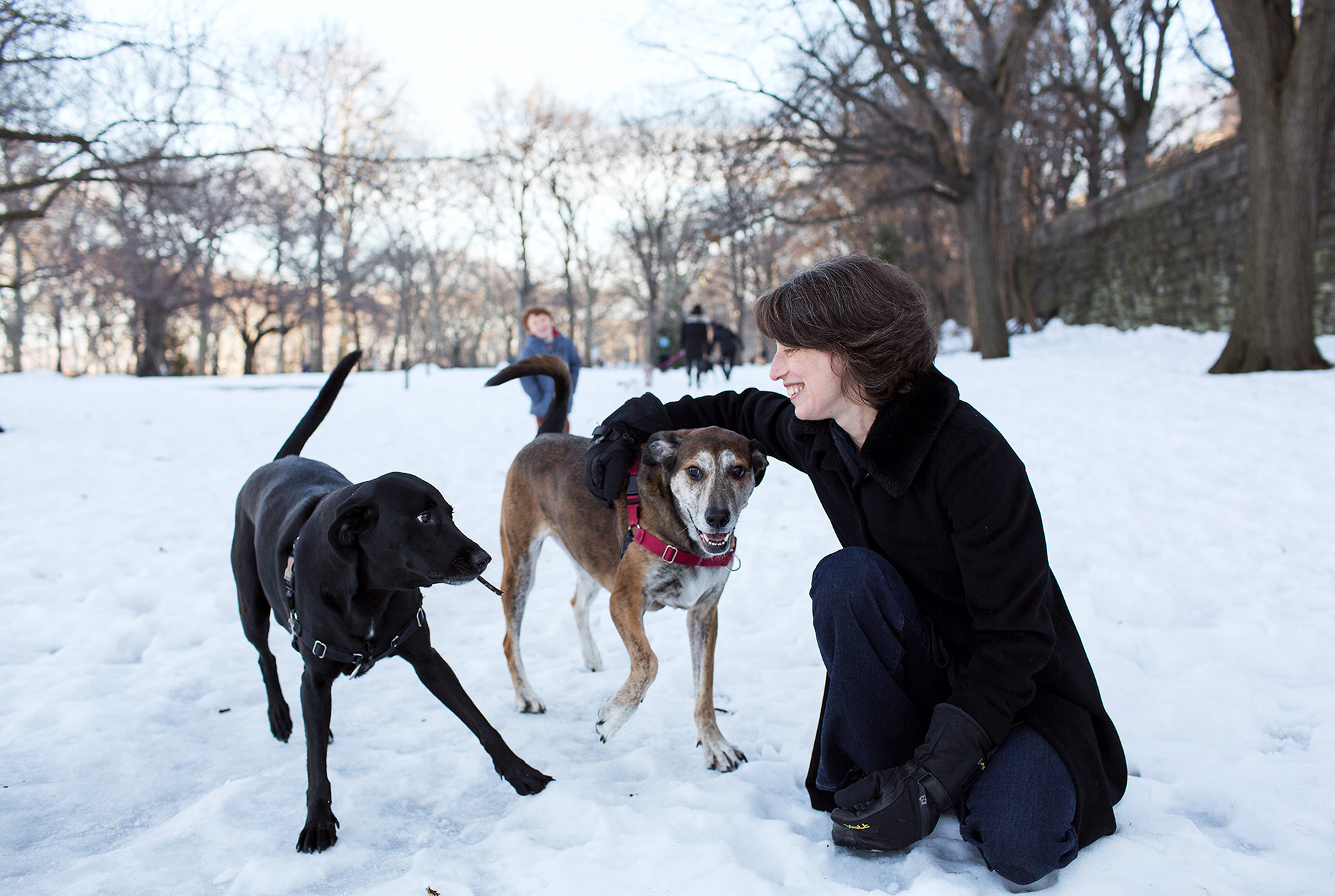 Researcher Alexandra Horowitz plays with her dogs Finnegan and Upton. She studies how dog's sense of smell influences their view of the world. (Vegar Abelsnes/ Courtesy of Alexandra Horowitz)