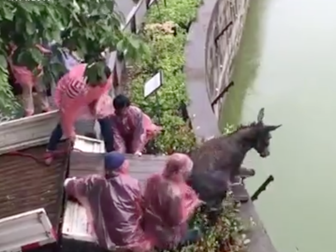 Angry Shareholders Feed Live Donkey To Tiger In Chinese Zoo
