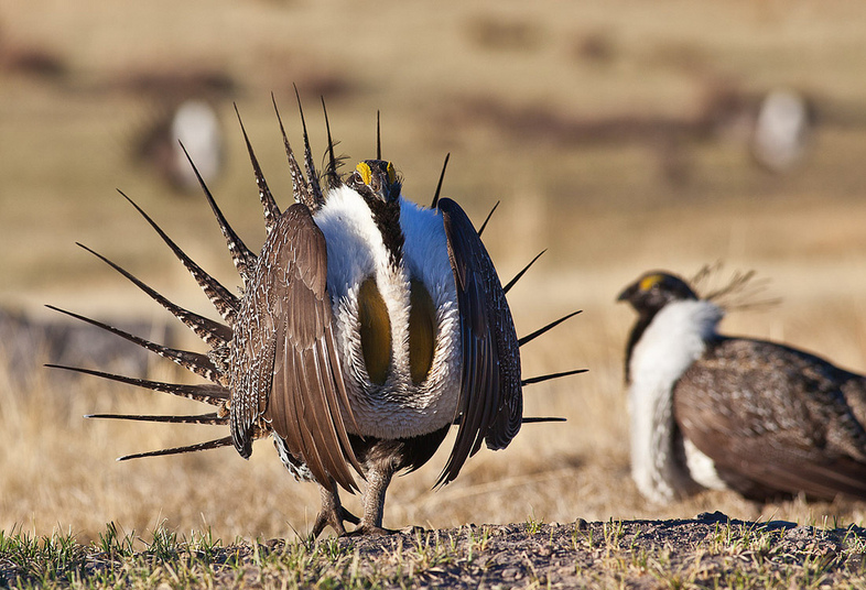 The U.S. Department of the Interior has ordered an internal review of sage grouse plans and programs. (Bureau of Land Management)