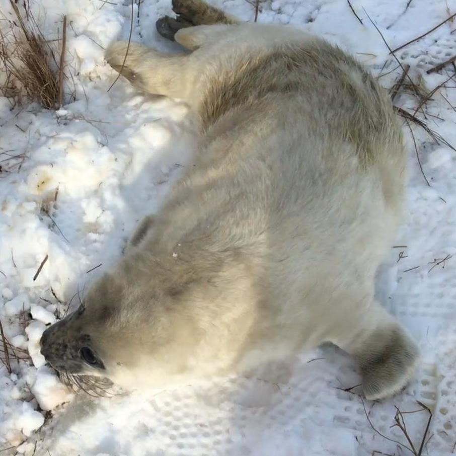 Gray Seals, Once Hunted, Are Thriving In New England