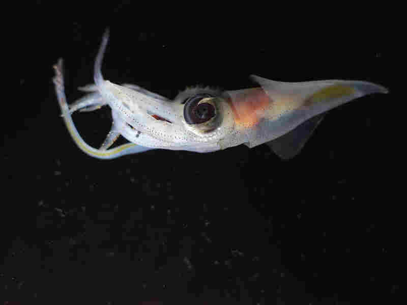 Explorers Probing Deep Sea Abyss Off Australia's Coast Find Living Wonders