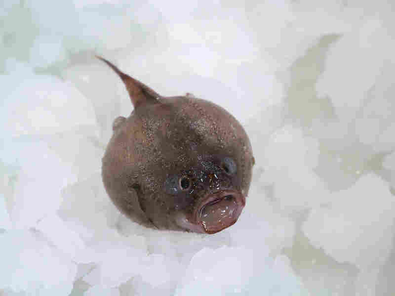 Explorers Probing Deep Sea Abyss Off Australia's Coast Find Living Wonders