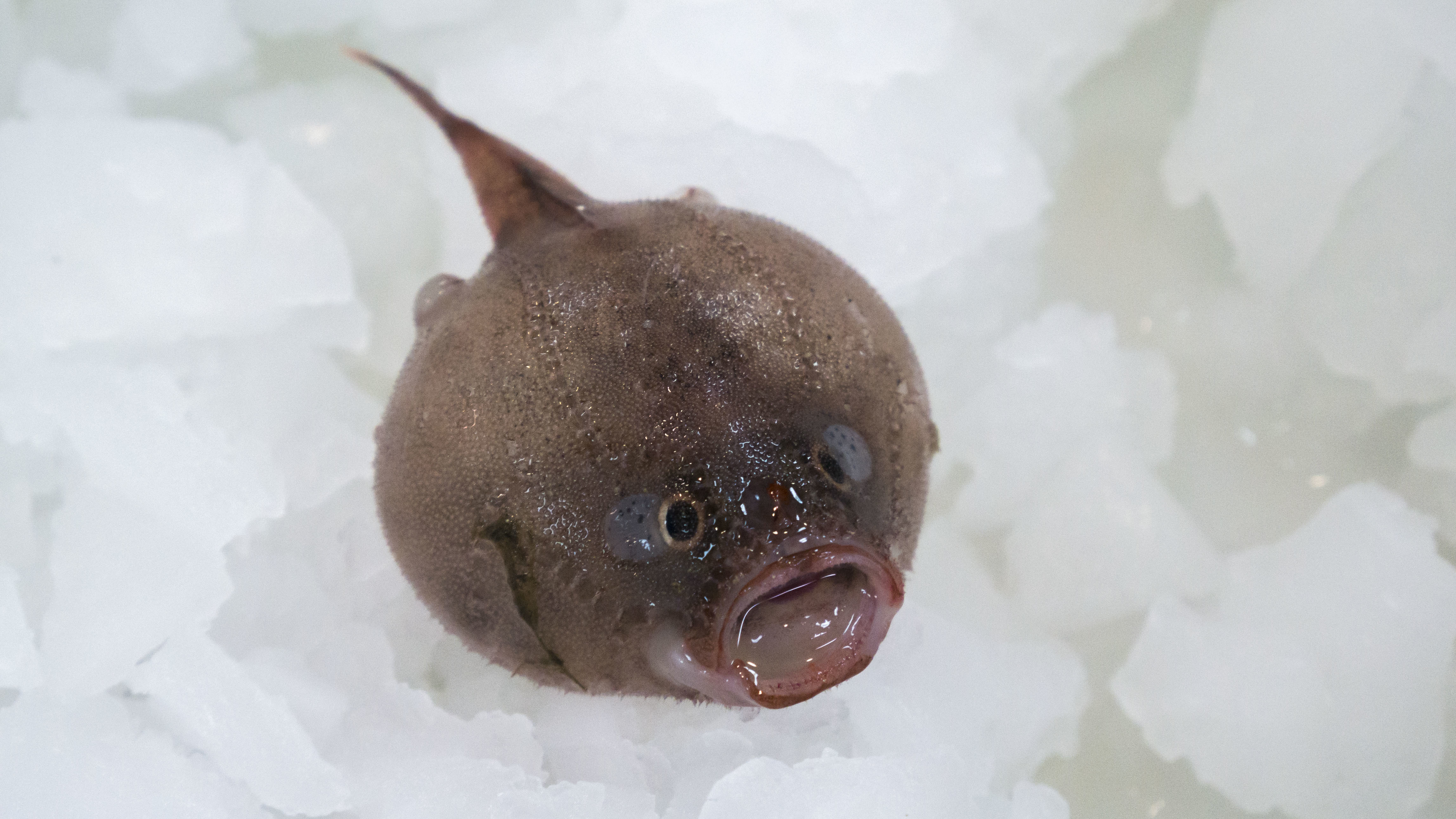 Australia Deep Sea Exploration Yields Hundreds Of