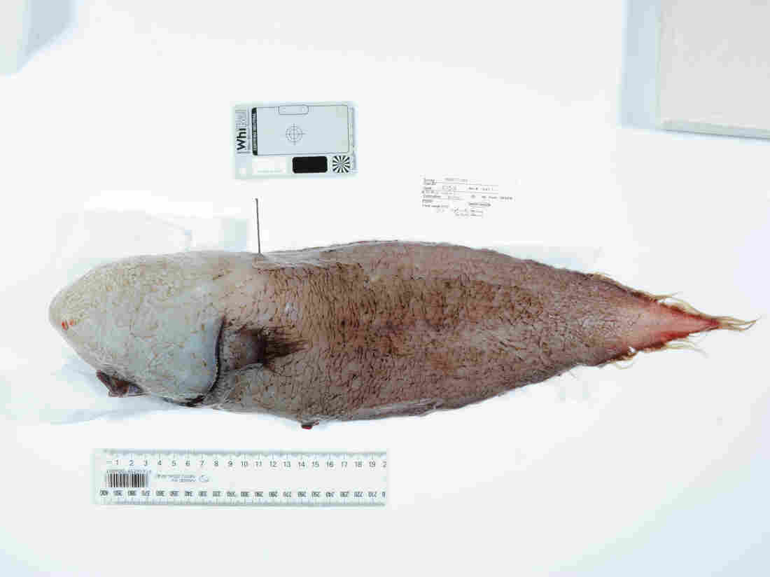Explorers Probing Deep Sea Abyss Off Australia's Coast Find Living Wonders