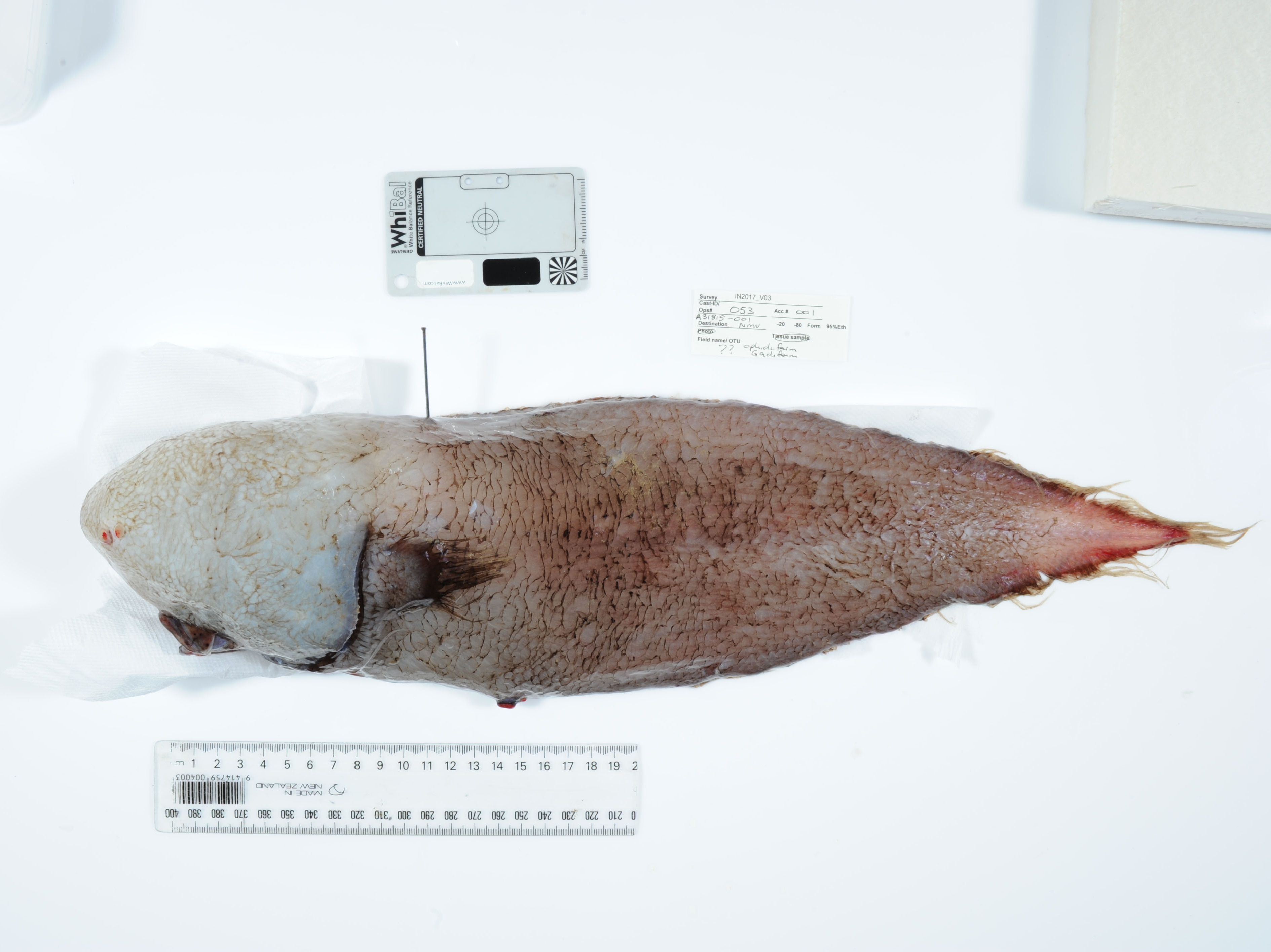 Explorers Probing Deep Sea Abyss Off Australia's Coast Find Living ...