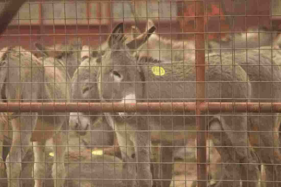 Amid Growing Threats, Donkey Rescuers Protect The Misunderstood Beasts Of Burden