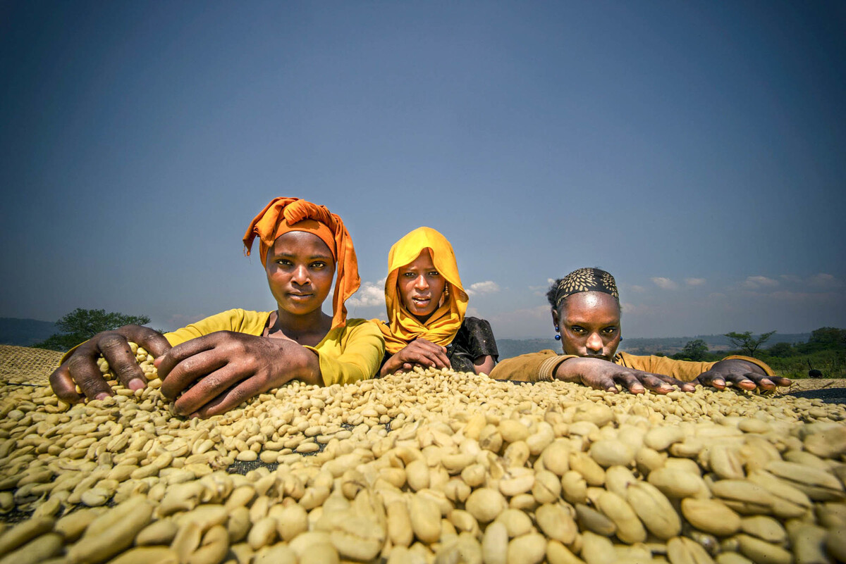 Ethiopia's Coffee Farmers Are 'on The Front Lines Of Climate Change 