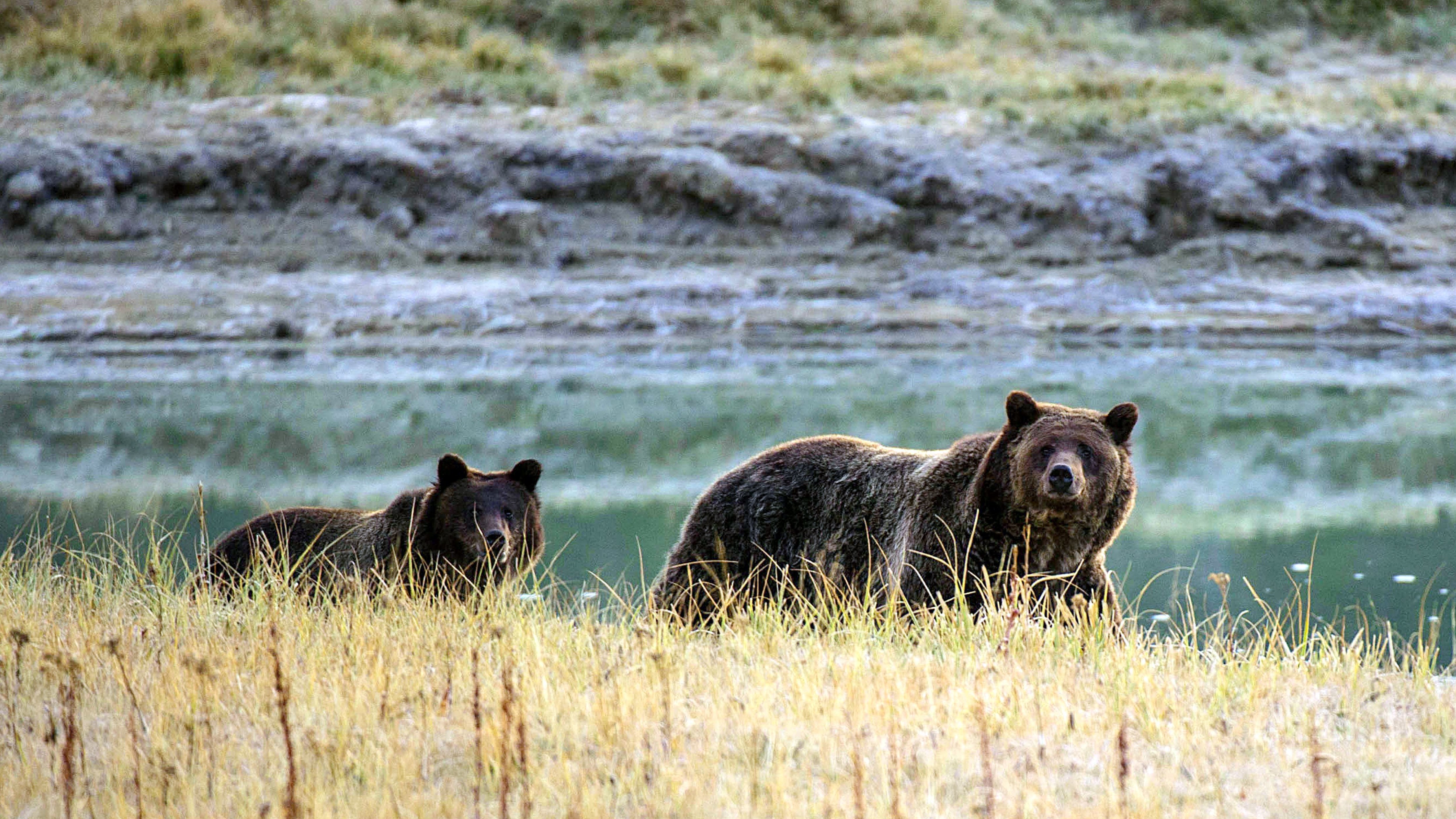 A grizzly mother and her cub in Wyoming's Yellowstone National Park. (AFP/Getty Images)
