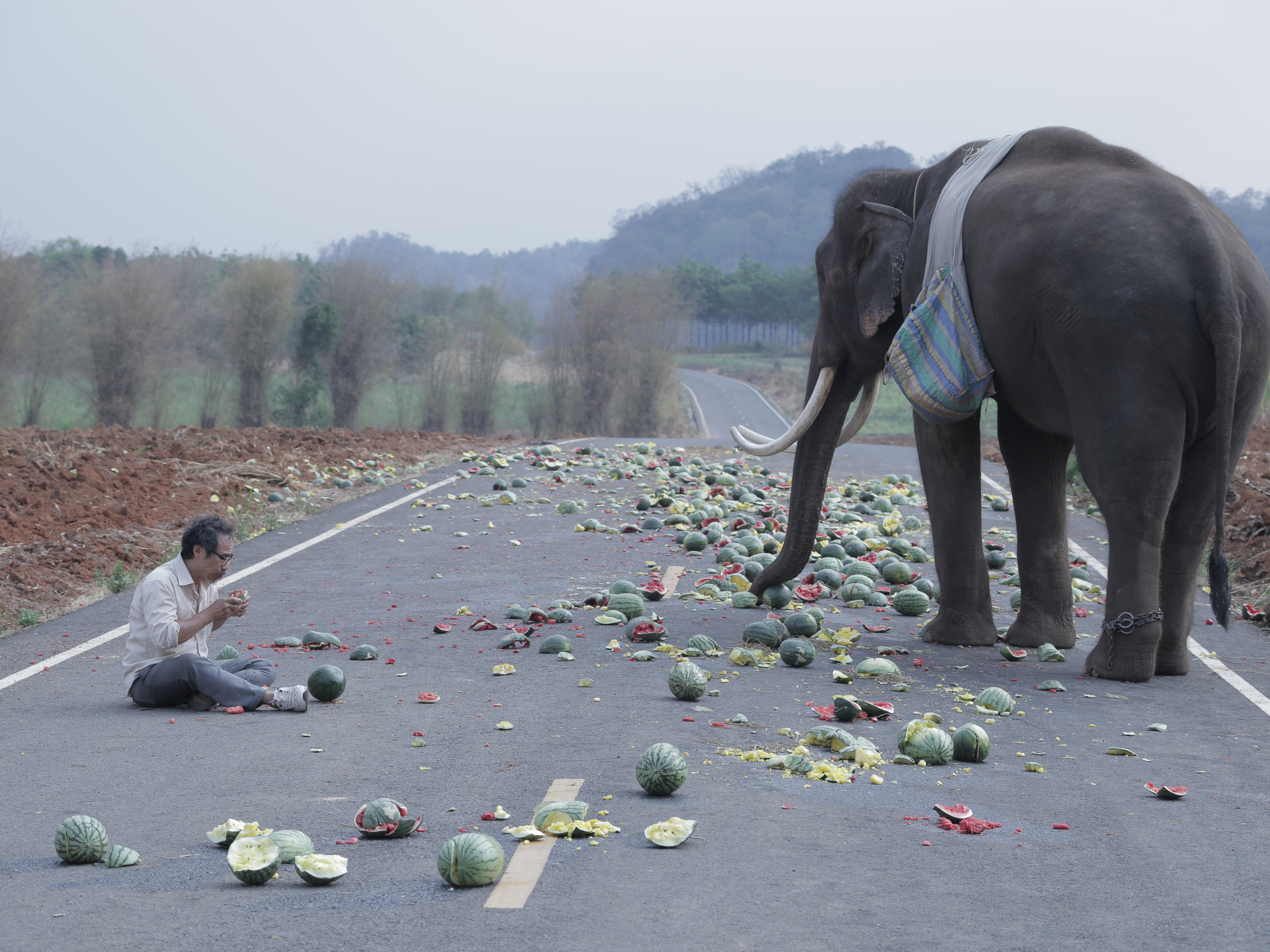 'Pop Aye': A Man, An Elephant And An Amiable Amble Across Thailand