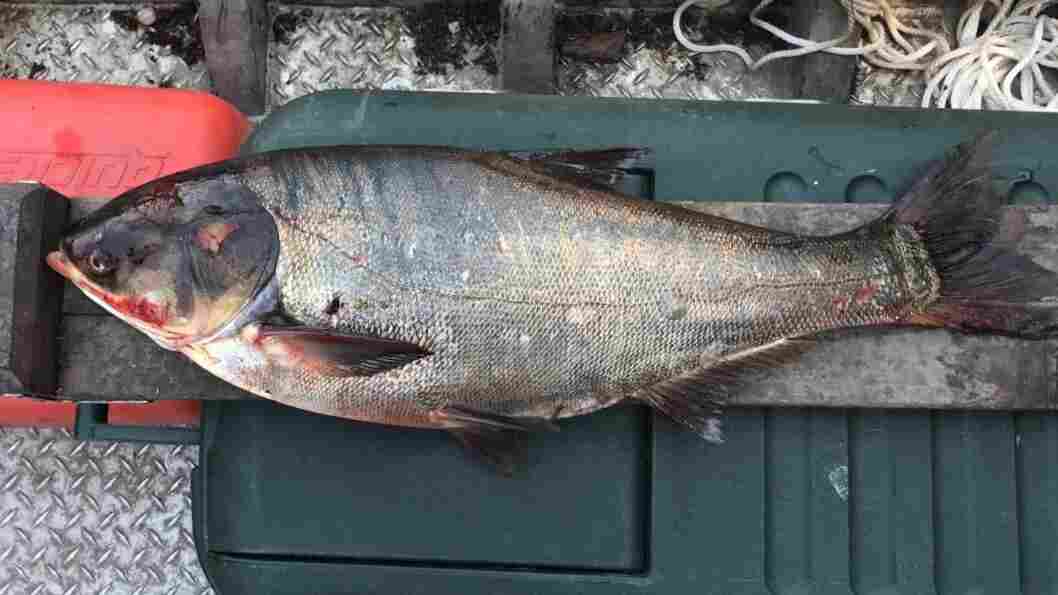 Invasive Carp Caught 9 Miles From Great Lakes, In 'Cause For Serious Concern'