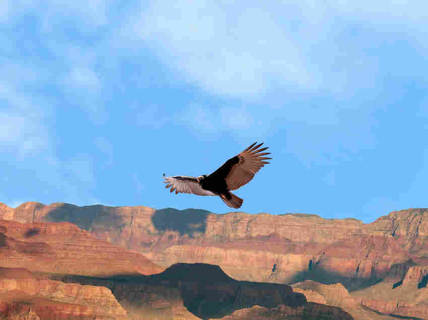 A California condor at Grand Canyon National Park, Arizona.