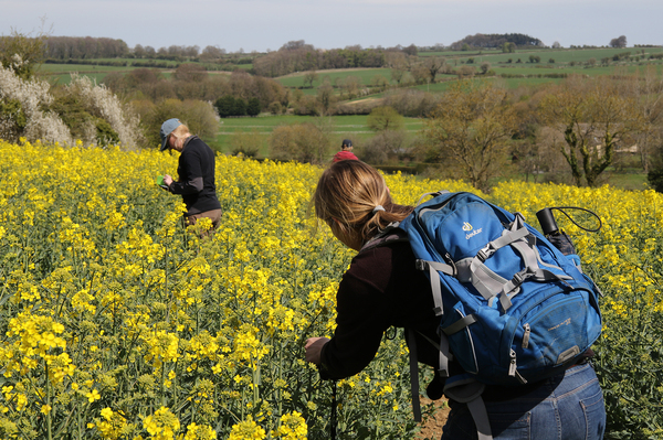 Researchers from the Centre for Ecology & Hydrology in a field of oilseed rape, or canola, in the United Kingdom.