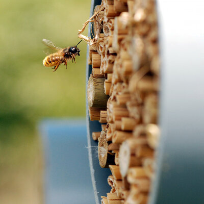 Pesticides Are Harming Bees — But Not Everywhere, Major New Study Shows