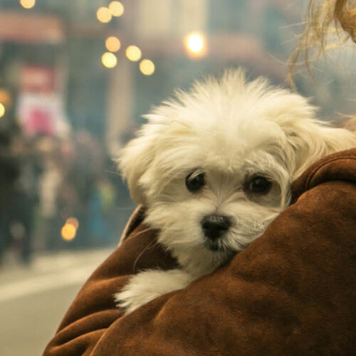 Some Marijuana-Derived Treatments Aim To Soothe Skittish Pets