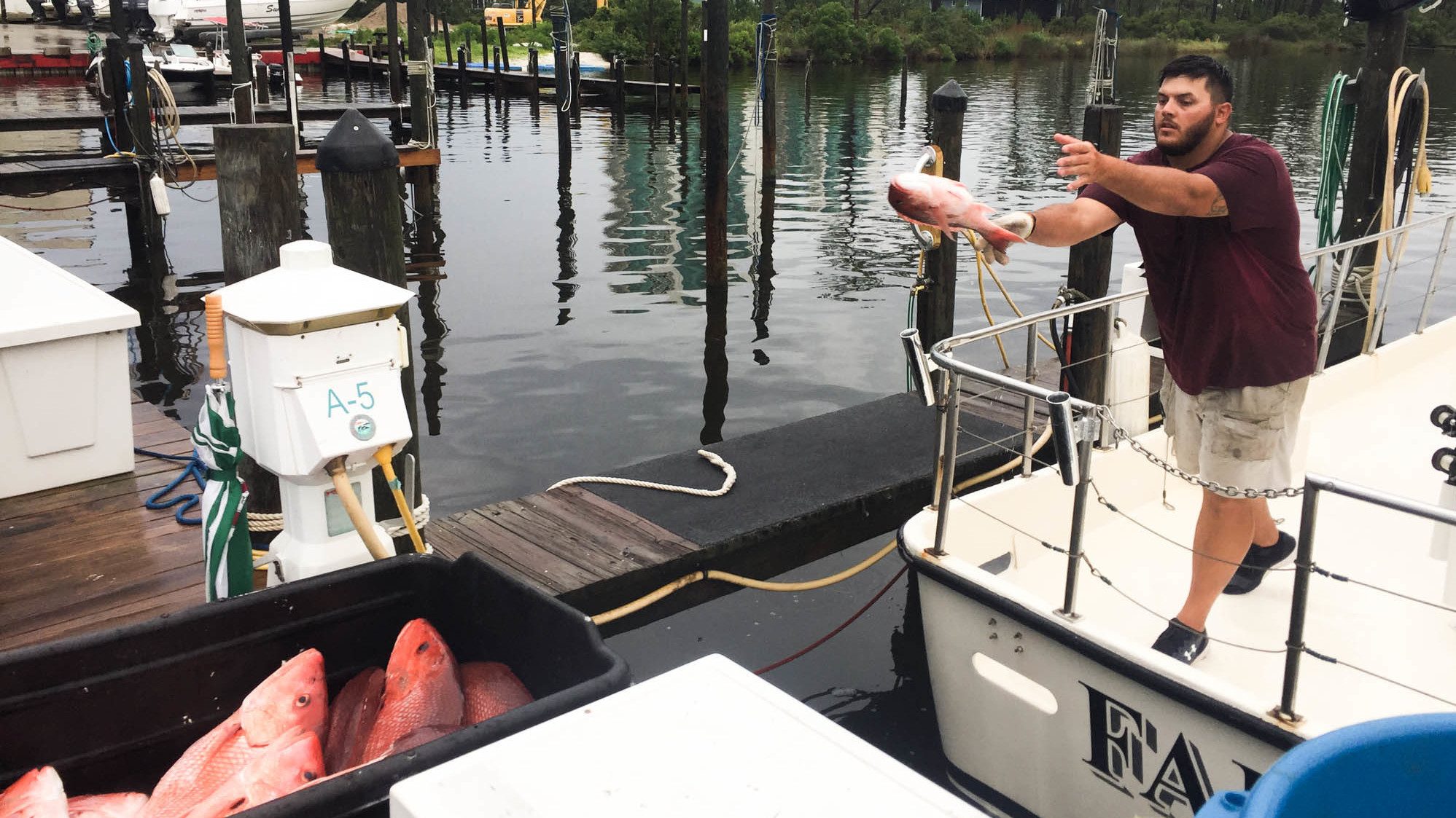 Deckhand Patrick Gallager tosses the day's catch to the dock from the Fairwater Two charter boat. (Debbie Elliott/NPR)