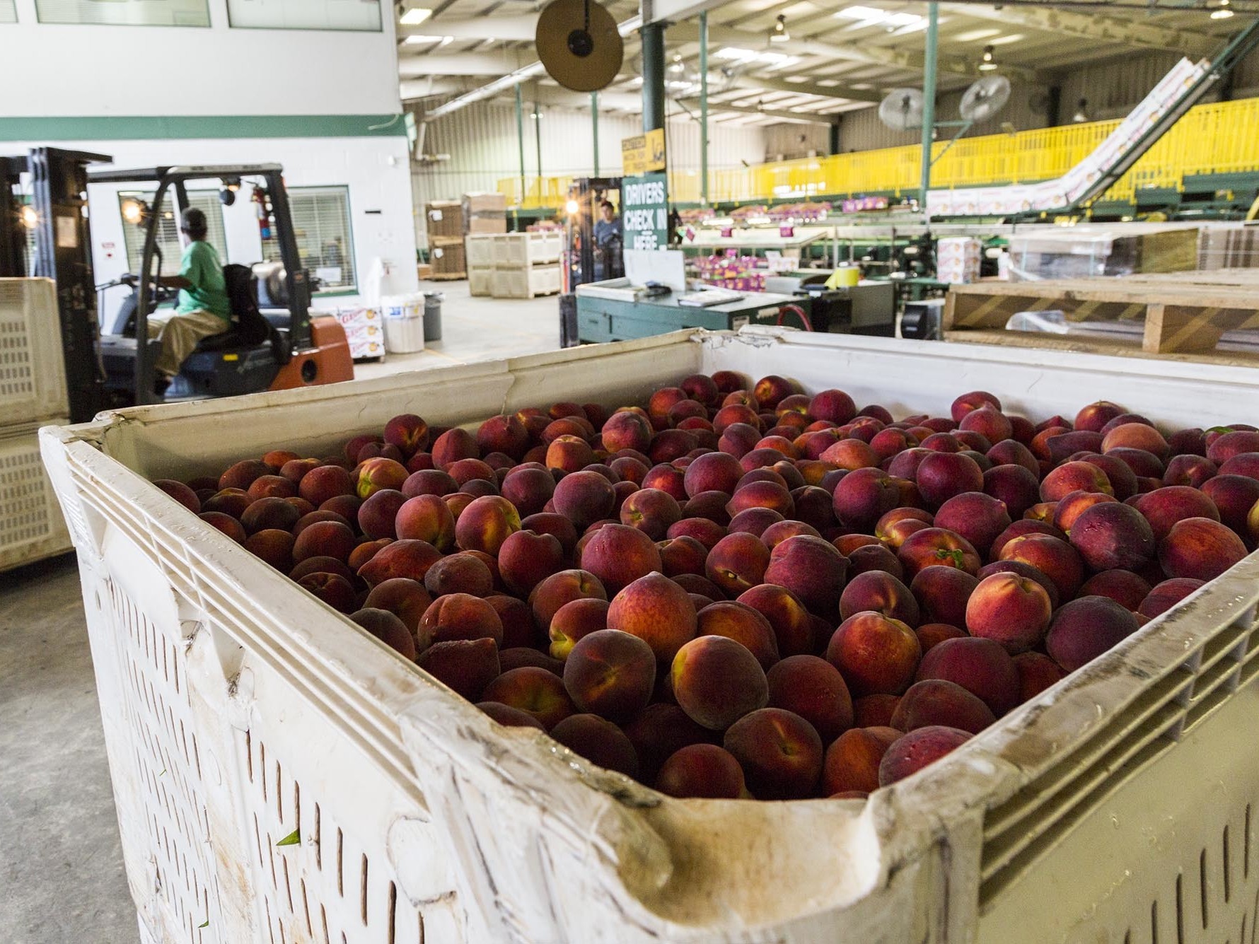 Unseasonable Winter Weather Takes A Bite Out Of Peach Crop