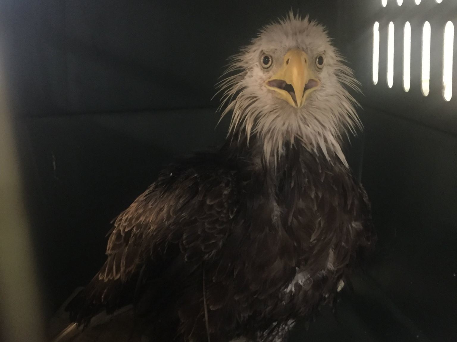 Injured bald eagle found in nation's capital