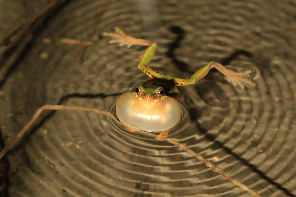 The frog <em>Hyla sanchiangensis</em> from eastern China is a descendant of one of three lineages that made it through Earth's last mass extinction 66 million years ago to flourish worldwide today. (Peng Zhang, Sun Yat-Sen University)