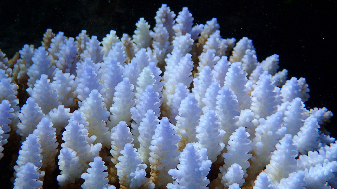 While Corals Die Along Australia's Great Barrier Reef, Humans Struggle ...