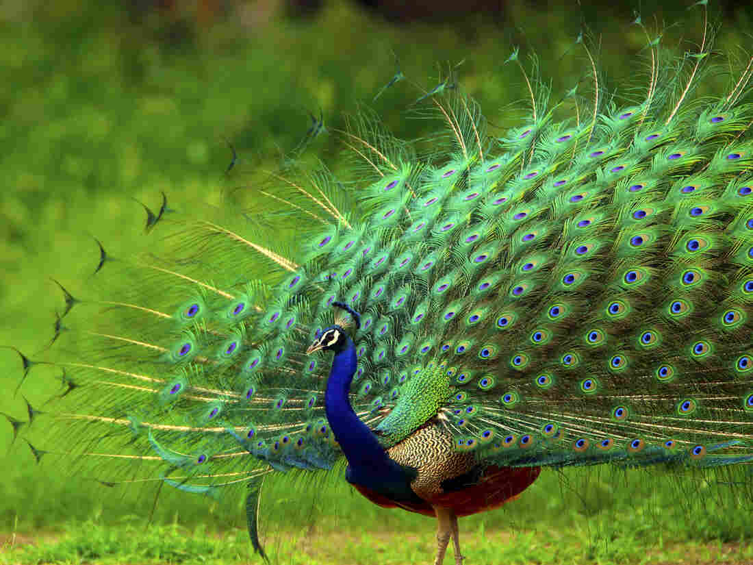 A peacock displays its brilliant plumage.